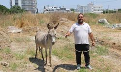 Adanalılar Seferber Oldu! Sahipsiz 2 Eşeğin Sahibini Arıyorlar