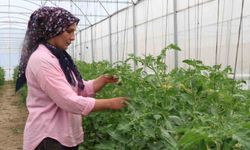 Feke'de Kadınların Azmi Çorak Arazileri Üretim Merkezine Dönüştürdü