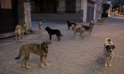 Adana’da Sokak Köpeği Endişesi: Mahalle Sakinleri Çözüm Bekliyor