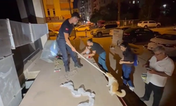 Adana'da Nefes Kesen Kurtarma Operasyonu: Havalandırmaya Düşen Kedi Sağ Salim Çıkarıldı