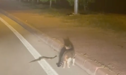 Kampüste Sürpriz Misafir! Yılanı Kedi Takibe Aldı