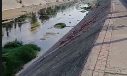 Yüreğir’de Vatandaş İsyan Etti: Kanal Bataklığa Döndü!