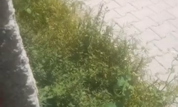 Adana'nın Göbeğinde Ot İstilası! Mahalle Sakinleri Tepkili