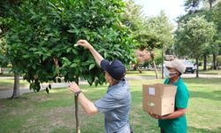 Adana'da Parklarda Doğal Mücadele Başladı! Yararlı Böcekler Doğaya Salındı