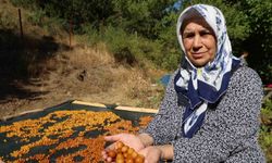 Adana'da Satılamayan Kirazlar Altına Dönüşüyor! Kilosu 100 TL'den Satılıyor