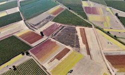 Rekolte Arttı, Gözler TMO'nun Açıklayacağı Fiyatta