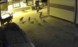 Sokak Köpeklerinden Kaçan Kedi Pencereye Tırmandı