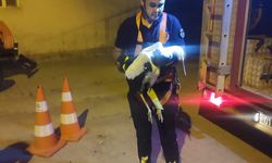 Elektrik Tellerine Takılan Leylek İçin Zamanla Yarış Başladı