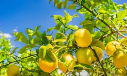 Yüreğir Ziraat Odası'ndan Limon Hasadı İçin Erken Takvim Çağrısı