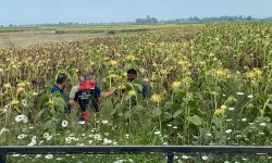 Adana'da Yerli Ayçiçeği Tohumu Denemelerinde İlk Sonuçlar Umut Verdi