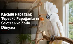 Kakadu Papağanı: Tepelikli Papağanların Sevecen ve Zorlu Dünyası