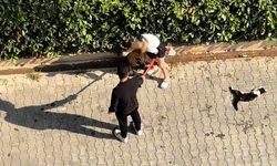 Adana’da Dehşet Anları! Pitbull Sokak Ortasında Kediyi Parçaladı