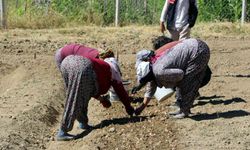 Kilosu 600 Bin Liralık Baharatın Yeni Sezon Dikimi Başladı
