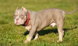 Yumurtalık'ta Evde Yasaklı Irk Köpek Tespit Edildi! Savcılık Kararıyla El Konuldu