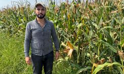 Çukurova’da Çiftçi Neden Mısırı Tercih Ediyor? İşte Tarladaki Tercihin 7 Nedeni
