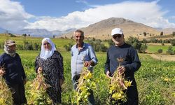Adana’nın Tescilli Fasulyesinde Hasat Zamanı: Kilosu 125 TL’yi Buluyor