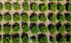 Adana’da Limon Sezonu Başlıyor: Hasat ve İhracat Tarihi Açıklandı