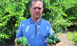 Adana Limonunda İhracat Endişesi: Üretici Alıcı Bekliyor