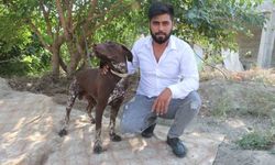 Adana’da Köpeğe Sopalı Saldırı Kamerada: Sahibi Şikayetçi Oldu