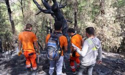 Kozan’da Yanan Ormanlar İçin Seferberlik: Ağaçlar Tek Tek Damgalanıyor
