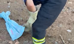 Tekir’de Eve Giren Yılan Paniğe Neden Oldu