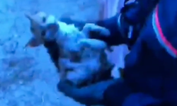 Karslı Mahallesi’nde Minik Can İçin Seferberlik! Yavru Kedi Kuyudan Kurtarıldı