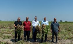 Adana’da Yer Fıstığı Hasadı Başladı: Türkiye Üretiminde Zirvede