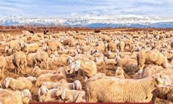 Adana’da Üreticilere 13 Milyon 499 Bin 880 TL Destek Ödemesi