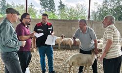Adana’da Koyun ve Keçilerde Veba Hastalığına Karşı Bağışıklık Takibi