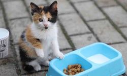 Sokak Hayvanları İçin Bırakılan Yemek Artıklarına Dikkat:  Koku ve Sinek Sorununa Dönüşüyor