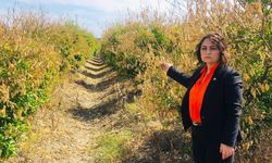 Müzeyyen Şevkin’den Narenciye Üreticisi İçin Meclis Araştırması Çağrısı