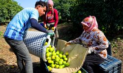Adana’da Mandalina Hasadı Başladı: 1 Milyon 165 Bin Ton Rekolte Bekleniyor