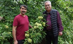 Saimbeyli ve Feke İçin Yeni Gelir Kapısı: Naci Yıldızan Kestane Üretiminde Ezber Bozdu!