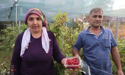 Adana’da Kadın Üreticinin Ahududu Başarısı: Kilosu 500 TL’den Satılıyor