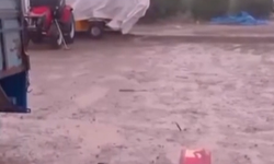Adana’da Sağanak Yağış Yer Fıstığı Hasadını Vurdu