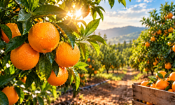 Bahçesinde Portakal Ve Limon Olanlar Dikkat! Ekim Ayı Bakım Takvimi Açıklandı