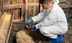 Adana’da Koyun ve Keçi Vebasına Karşı Alarm! Aşılama Çalışmaları Başladı