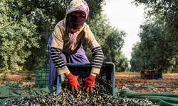 Adana’da Zeytin Hasadı Başladı: 130 Bin Dekar Alanda Üretim Yapılıyor