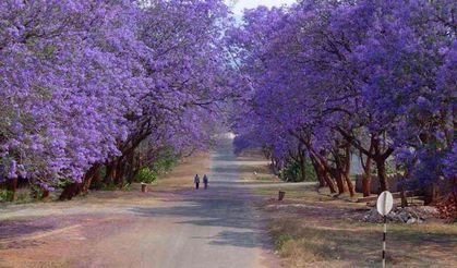 Bir Proje Daha mı Raflara Kalktı? Jakaranda’nın Hüzünlü Hikayesi