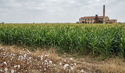 Adana'daki Ani Sağanaklar Tarlada Maliyeti Ne Kadar Artırdı?