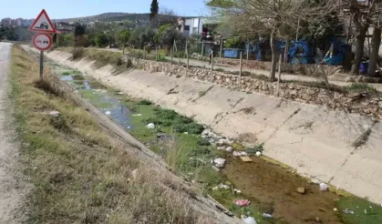 Temizlenmeyen Kanallar Adana'yı Büyük Bir Sivrisinek İstilasına Hazırlıyor