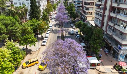 Adana’nın En Renkli Mevsimi Başladı: Jakarandalar Çiçek Açtı