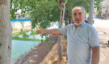 Adana'da Sinek Kâbusu!
