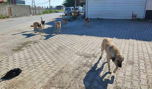 Adana'nın Kavurucu Sıcağında "Bir Kap Su" Seferberliği Yeterli Mi?