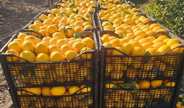 Adana’nın Limonu Kente Daha Fazla Değer Katabilir