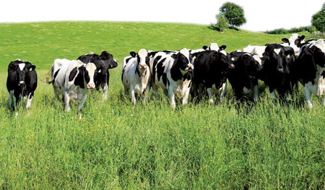 Besiciler Bu Tarihi Kaçırmasın! 480 Bin Baş İçin Başvurular Başladı