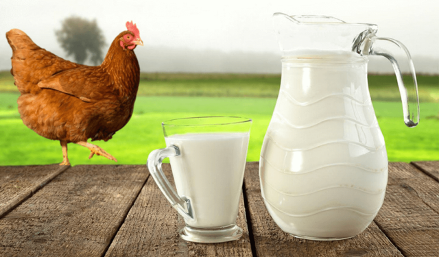 Şubat 2026 Hayvansal Üretim Verileri Açıklandı: Sütte Azalış, Kümes Hayvancılığında Artış