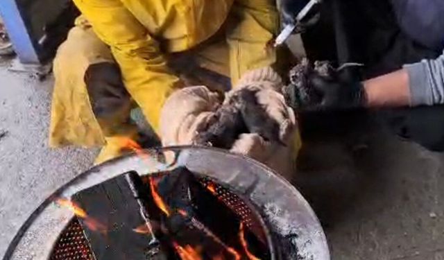 Kozan’da Çöp Konteynerinden Hayata: Küçük Canlar Kurtarıldı