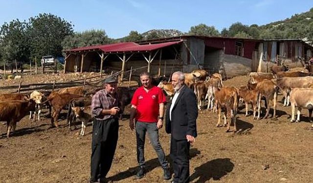 Adana’nın Yerli Irkı “Güney Sarısı”nda Verim Artışı: Üreticiler Memnun