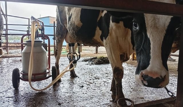 Adana Usulü Hayvancılık: Ahıra Öyle Bir Şey Kurdu Ki Görenler Gözlerine İnanamadı